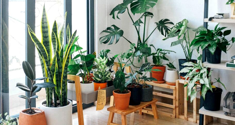 plantas interiores