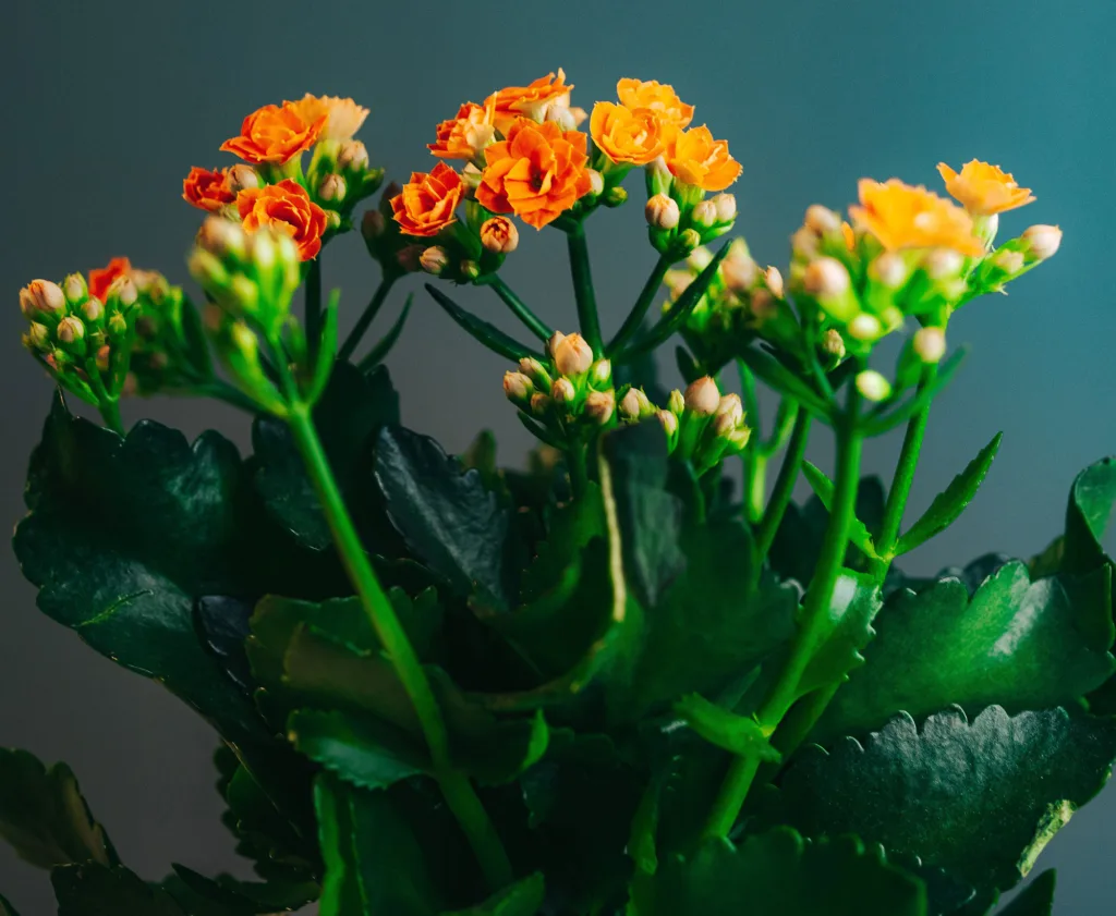 planta kalanchoe con flores naranjas
